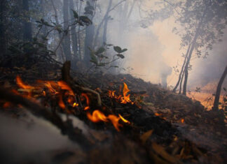 México registra 1,285 incendios forestales en 31 estados