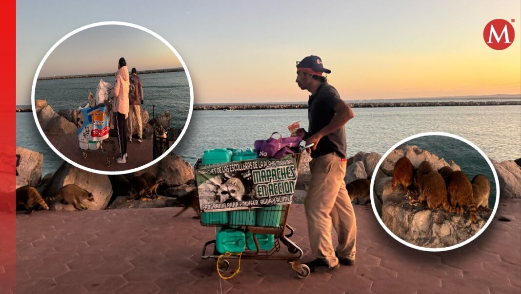 recorren-escollera-playa-miramar-alimentar-1