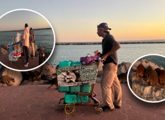 Por más de una década asociación alimenta mapaches de playa Miramar
