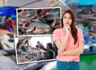 Pescados y mariscos en Tampico: Dónde comprar y precios en Cuaresma