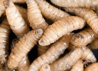 Detectan primer caso de gusano barrenador en Tamaulipas