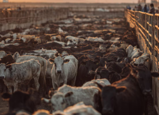 Cierre de frontera de EU a exportación de ganado por gusano barrenador costó dos mil millones de dólares a México este año