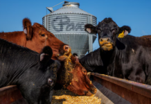 Ganaderos en EE.UU. critican presión para bajar precios de la carne tras medidas de Trump