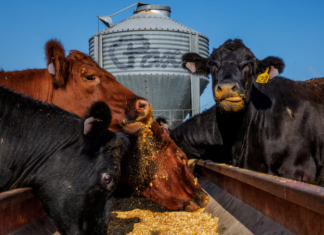 Ganaderos en EE.UU. critican presión para bajar precios de la carne tras medidas de Trump