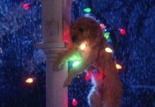 Hoy en streaming, el cuento de Navidad más gamberro de los 80. Todo un clásico del cine familiar que sigue siendo irresistible