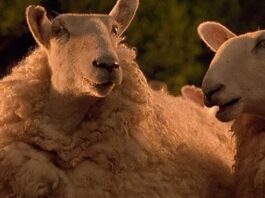 Es una de las mejores películas infantiles de la historia, pero estuvo prohibida durante un año a causa de motivos religiosos