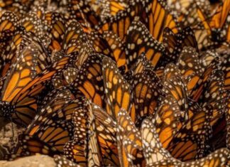 Enero y febrero, los mejores meses para vivir la magia de la Monarca en Michoacán: Sectur