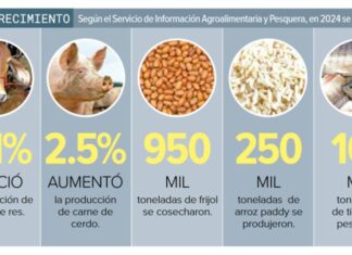Decreto presidencial: Quitan arancel a alimentos de canasta básica