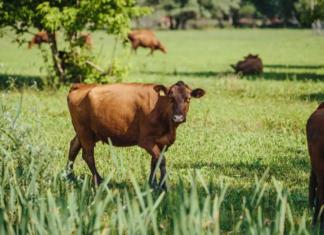 Gusano barrenador llega al norte de México por Tamaulipas