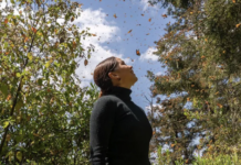 Erradican tala en la Reserva Monarca en Michoacán