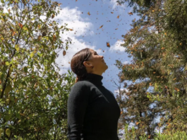 Erradican tala en la Reserva Monarca en Michoacán