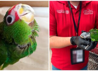 EEUU entrega a México 11 loros frente blanca ingresados ilegalmente por Ciudad Juárez