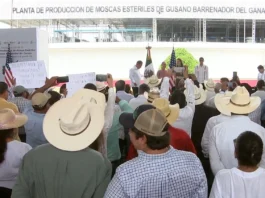 Sheinbaum inaugura planta para frenar gusano barrenador en Metapa, Chiapas
