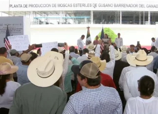 Sheinbaum inaugura planta para frenar gusano barrenador en Metapa, Chiapas