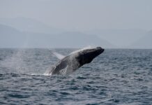 Semarnat echa para atrás decreto que abría Puerto Loreto a cruceros y refuerza protección de ballenas