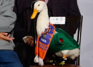 Lotería Nacional presenta billete conmemorativo del Pato Merlín, el ave sensación del Mundial en México