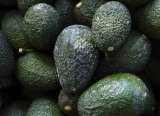 México ya exporta el 85% de aguacate de Michoacán a Estados Unidos, continúan las negociaciones bilaterales