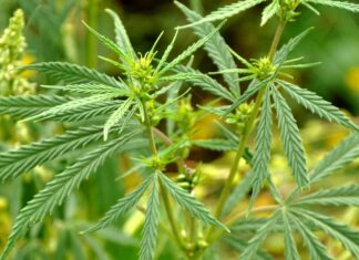 Corte permite cannabis en alimentos para consumo personal